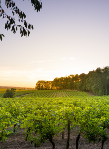 visiter les vignobles en calèche